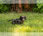 Small #3 Dachshund