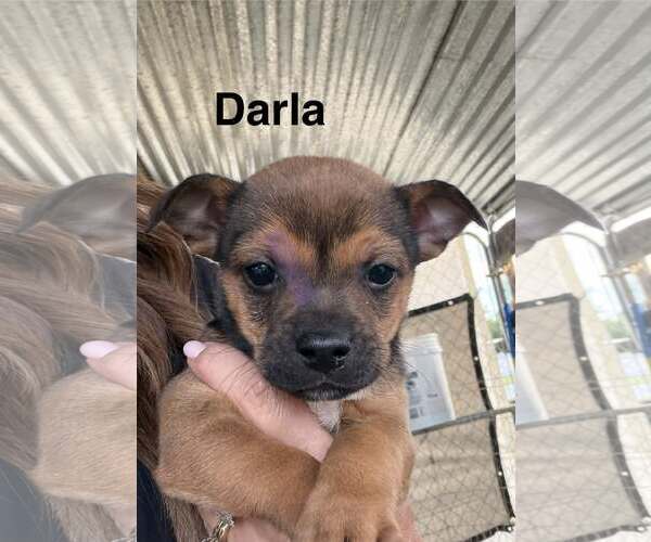 Medium Photo #1 Rat Terrier-Unknown Mix Puppy For Sale in Turlock, CA, USA