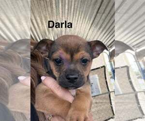 Rat Terrier-Unknown Mix Dogs for adoption in Turlock, CA, USA
