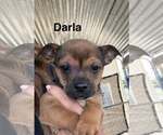 Small Rat Terrier Mix