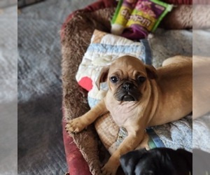 Pug Puppy for sale in COKATO, MN, USA
