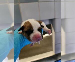 American Staffordshire Terrier Dogs for adoption in San Antonio, TX, USA