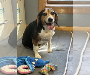 Beagle Dogs for adoption in Hoisington, KS, USA