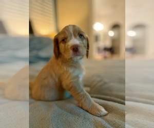 Cock-A-Poo Puppy for sale in GILROY, CA, USA