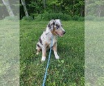 Small Photo #5 Australian Shepherd Puppy For Sale in LEWISBURG, KY, USA