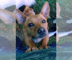 Small Photo #3 Minnie Jack Puppy For Sale in Arlington, WA, USA
