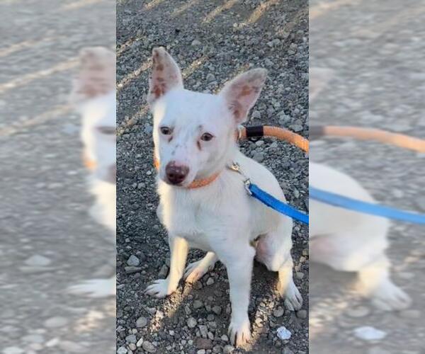 Medium Photo #1 Chihuahua Puppy For Sale in Santa Barbara, CA, USA