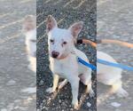 Small Chihuahua