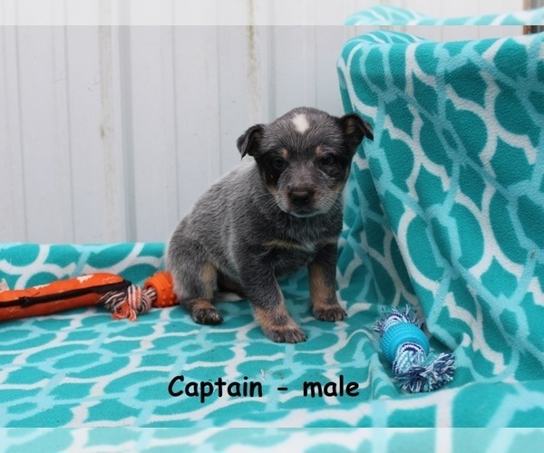 View Ad: Australian Cattle Dog Puppy for Sale near ...