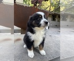 Small #2 Miniature Australian Shepherd