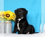 Small Photo #4 Aussiedoodle Puppy For Sale in GAP, PA, USA