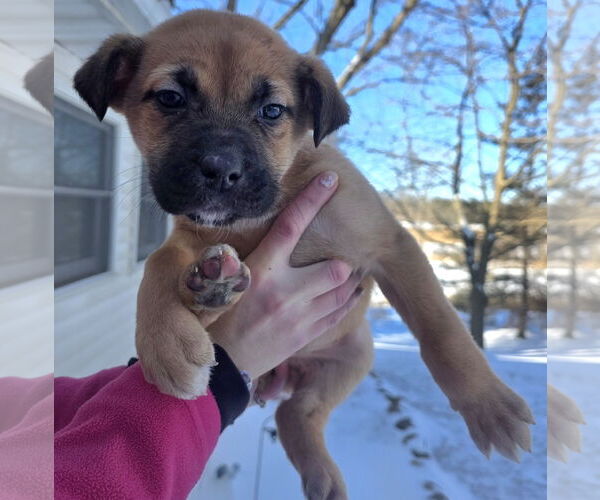 Medium Photo #1 Mastiff-Unknown Mix Puppy For Sale in Clarkston, MI, USA