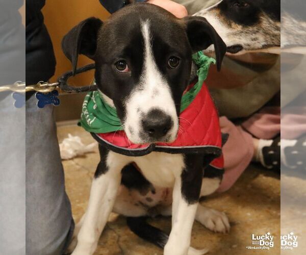 Medium Photo #3 Labrador Retriever-Unknown Mix Puppy For Sale in Washington, DC, USA