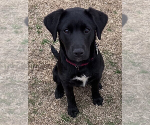 Medium Photo #4 Labrador Retriever-Unknown Mix Puppy For Sale in Boston, MA, USA
