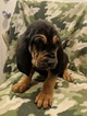 Small Photo #3 Bloodhound Puppy For Sale in FAYETTEVILLE, NC, USA
