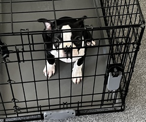 Boston Terrier Puppy for sale in SPRINGFIELD, MA, USA