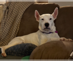 Small Photo #5 Mutt Puppy For Sale in Decatur, GA, USA