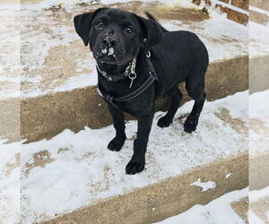 Labbe Dogs for adoption in Princeton, MN, USA