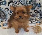 Small Photo #4 Yoranian Puppy For Sale in ELKTON, KY, USA