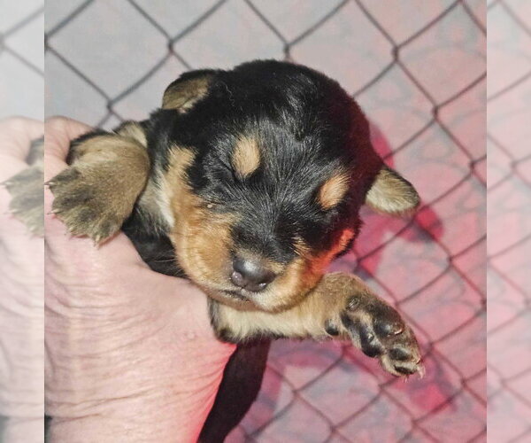 Medium Photo #3 German Shepherd Dog-Unknown Mix Puppy For Sale in Aurora, IN, USA