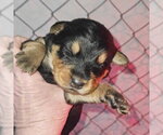 Small #2 German Shepherd Dog Mix