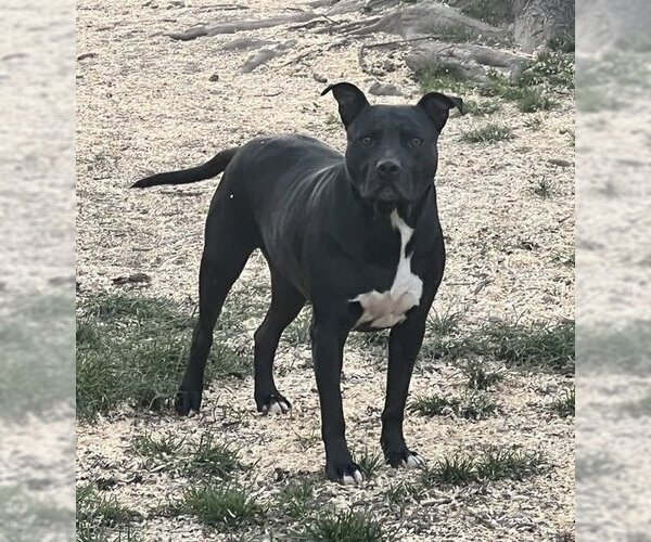 Medium Photo #1 American Pit Bull Terrier-Unknown Mix Puppy For Sale in Germantown, OH, USA