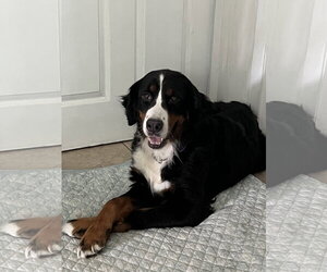 Bernese Mountain Dog Dogs for adoption in Valrico, FL, USA