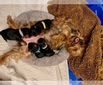 Small Photo #8 Yorkshire Terrier Puppy For Sale in WOODSTOCK, CT, USA