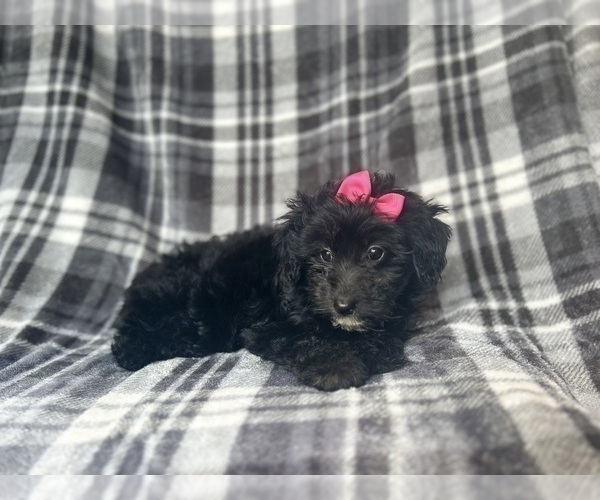 Medium Photo #4 Aussiedoodle Miniature  Puppy For Sale in LAKELAND, FL, USA