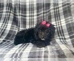 Small #3 Aussiedoodle Miniature 
