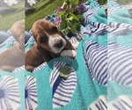 Puppy Belle Basset Hound