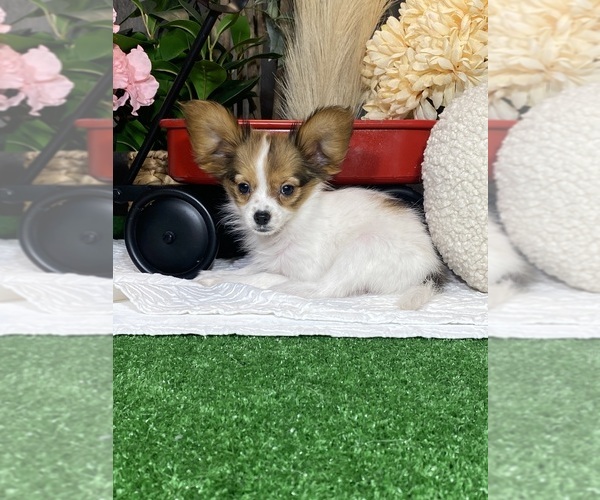 Medium Photo #6 Papillon Puppy For Sale in CANOGA, NY, USA