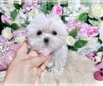 Small Photo #28 Maltese Puppy For Sale in HAYWARD, CA, USA