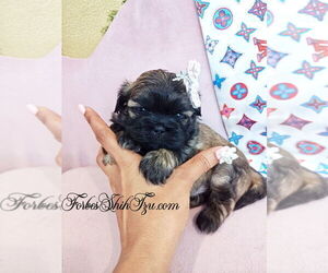 Shih Tzu Puppy for sale in OCALA, FL, USA