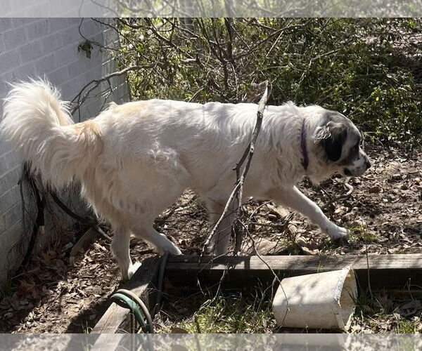 Medium Photo #2 Great Pyrenees Puppy For Sale in Dallas, TX, USA