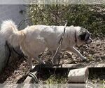 Small #1 Great Pyrenees