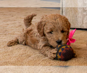 Goldendoodle (Miniature) Puppy for sale in ROY, UT, USA