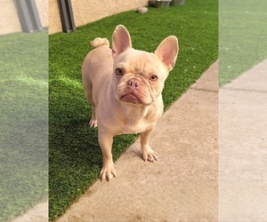Mother of the French Bulldog puppies born on 05/29/2025