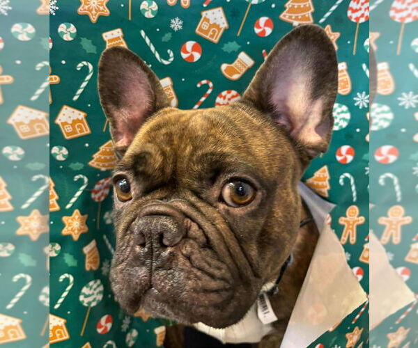 Medium Photo #2 French Bulldog Puppy For Sale in Brights Grove, Ontario, Canada