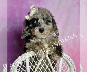 Medium Poodle (Miniature)