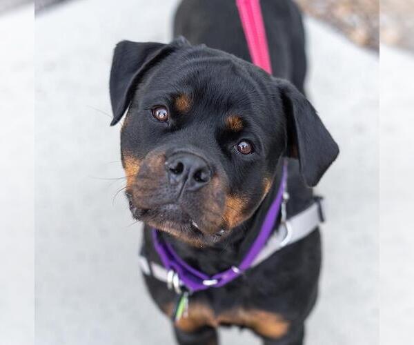 Medium Photo #11 Rottweiler Puppy For Sale in San Diego, CA, USA