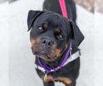 Small #10 Rottweiler