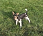 Puppy Bentley Rat Terrier