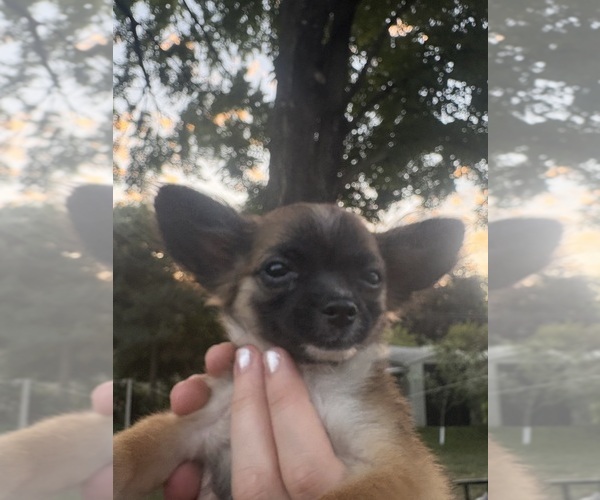 Medium Photo #1 Chihuahua Puppy For Sale in EAU CLAIRE, WI, USA