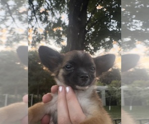 Chihuahua Puppy for sale in EAU CLAIRE, WI, USA