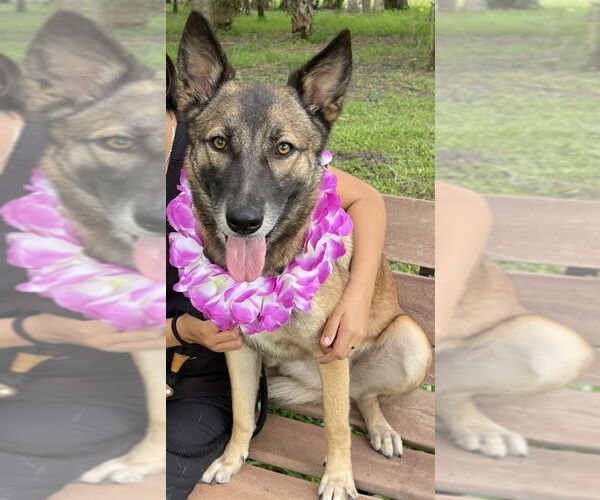 Medium Photo #1 Mutt Puppy For Sale in Fort Pierce, FL, USA