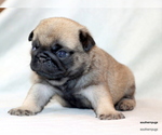 Small #4 Pug