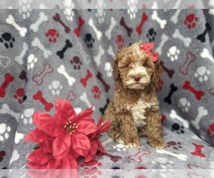 Cock-A-Poo Puppy for sale in LAKELAND, FL, USA