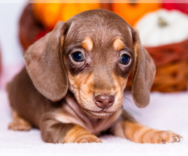 Medium Photo #1 Dachshund Puppy For Sale in WAKARUSA, IN, USA