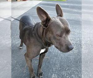 Mutt Dogs for adoption in Bakersfield, CA, USA